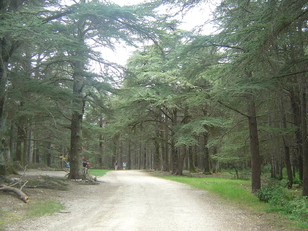 49T-foret-luberon