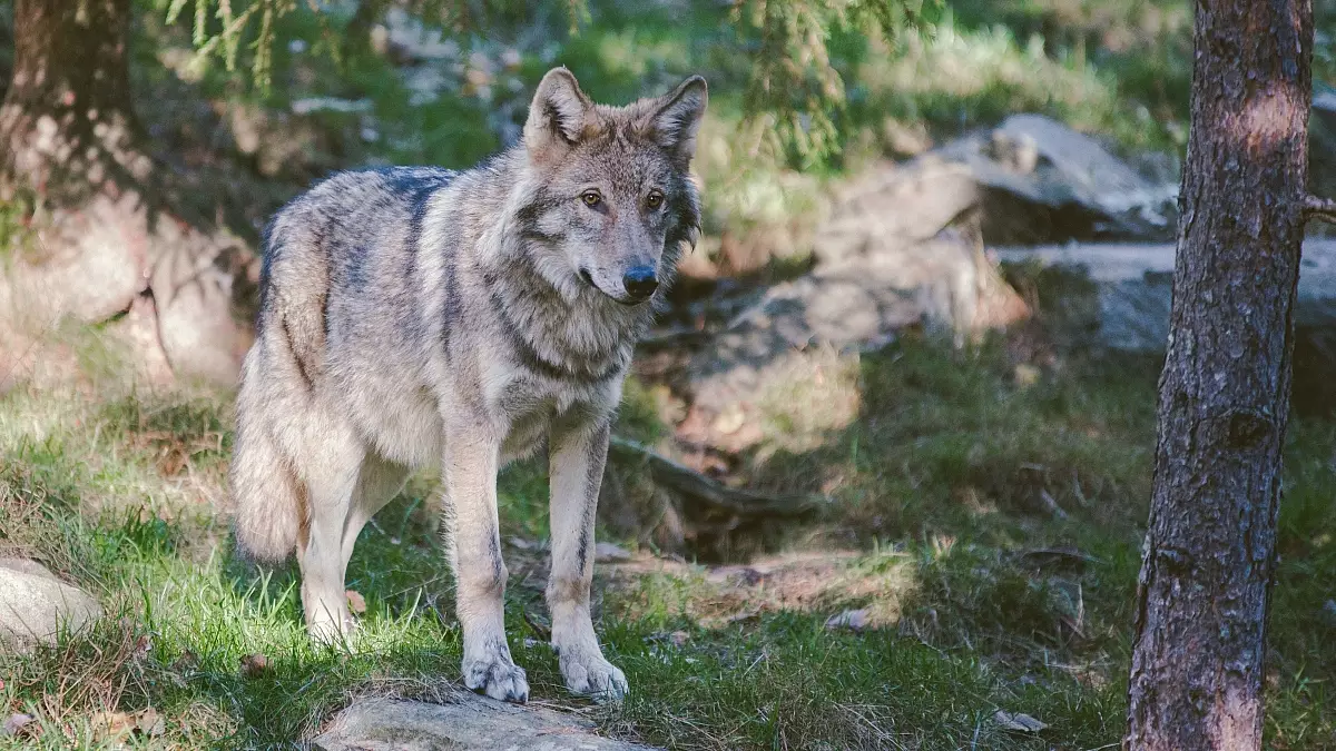 49T-loup