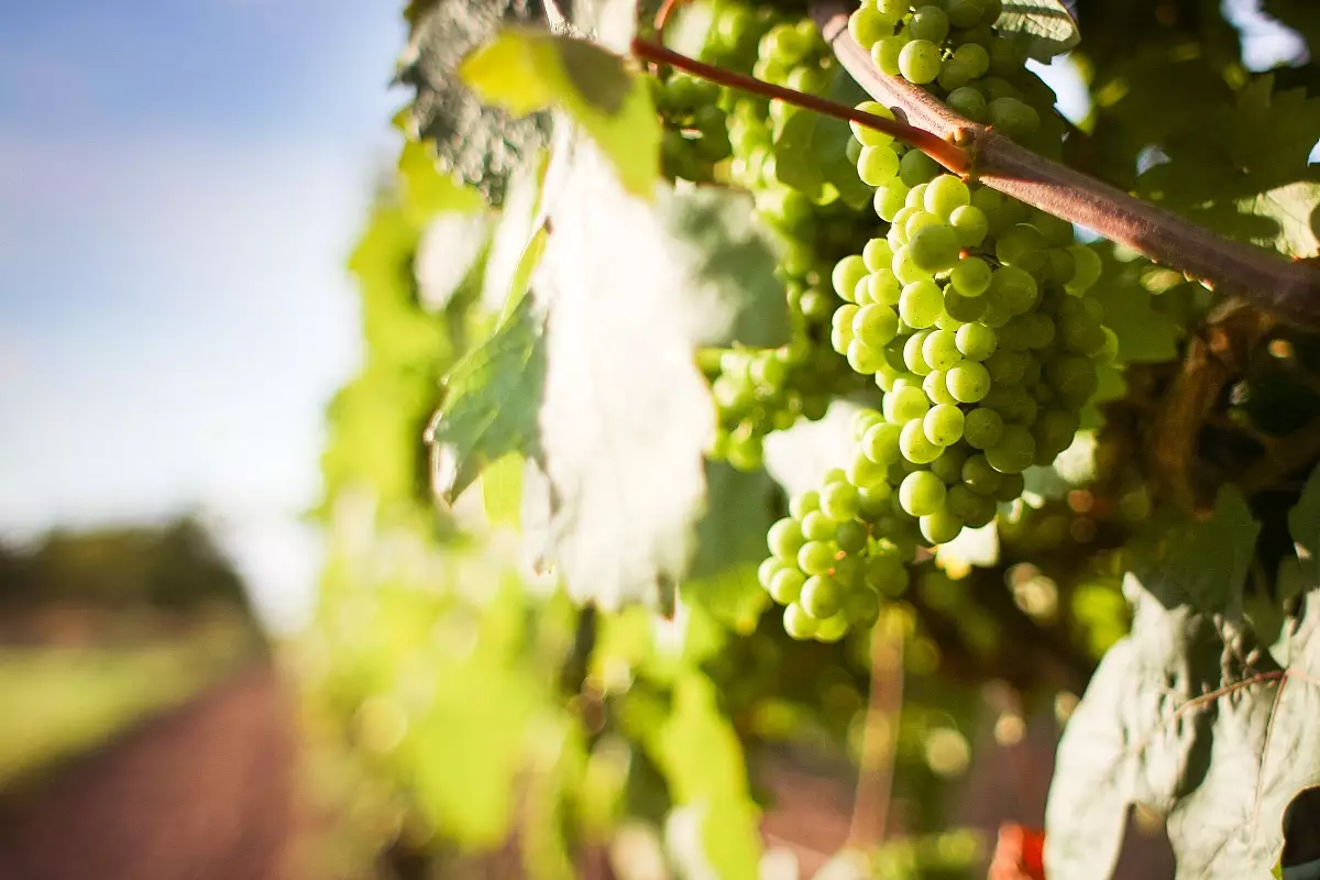 49T-vignoble.normandie